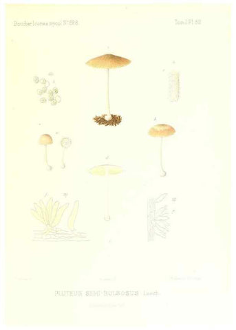 Reproducción/Reproduction 9800993135: Icones mycologicæ, ou Iconographie des champignons de France principalement Discomycetes,. Paris :P. Klincksieck, L. Lhomme, successeur,1905-10.
