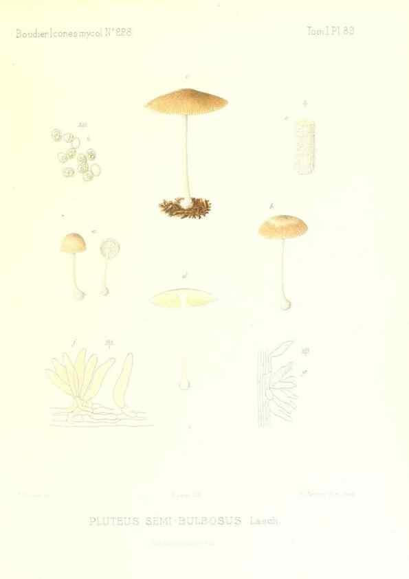 Reproducción/Reproduction 9800993135: Icones mycologicæ, ou Iconographie des champignons de France principalement Discomycetes,. Paris :P. Klincksieck, L. Lhomme, successeur,1905-10.