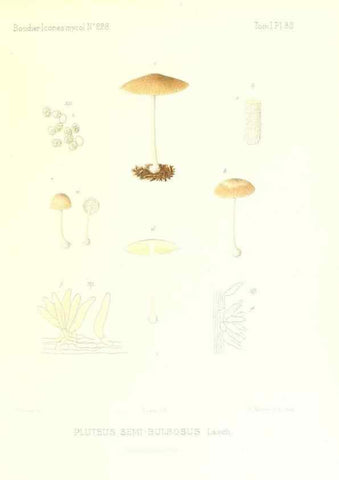 Reproducción/Reproduction 9800993135: Icones mycologicæ, ou Iconographie des champignons de France principalement Discomycetes,. Paris :P. Klincksieck, L. Lhomme, successeur,1905-10.