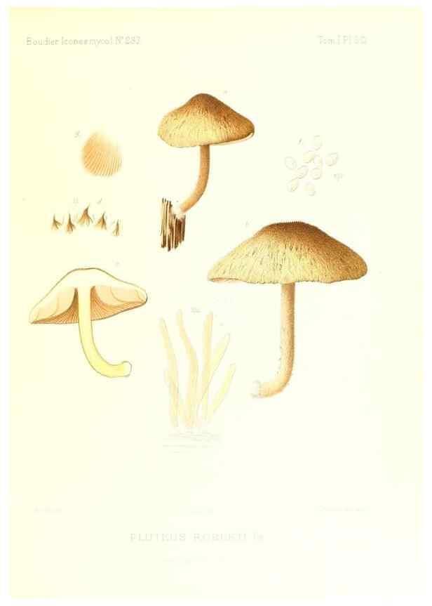 Reproducción/Reproduction 9801080223: Icones mycologicæ, ou Iconographie des champignons de France principalement Discomycetes,. Paris :P. Klincksieck, L. Lhomme, successeur,1905-10.