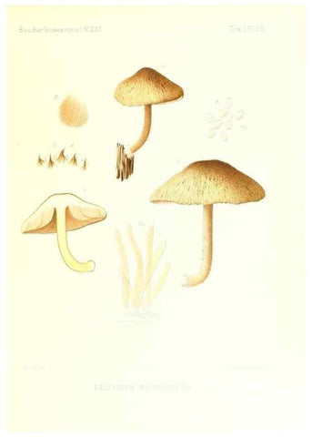 Reproducción/Reproduction 9801080223: Icones mycologicæ, ou Iconographie des champignons de France principalement Discomycetes,. Paris :P. Klincksieck, L. Lhomme, successeur,1905-10.