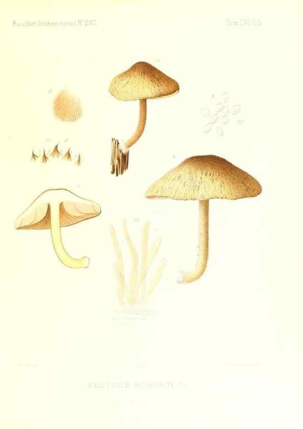 Reproducción/Reproduction 9801080223: Icones mycologicæ, ou Iconographie des champignons de France principalement Discomycetes,. Paris :P. Klincksieck, L. Lhomme, successeur,1905-10.