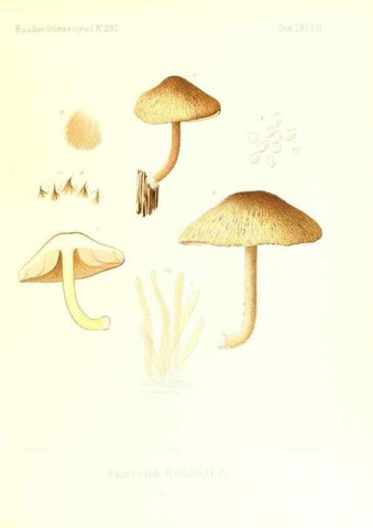 Reproducción/Reproduction 9801080223: Icones mycologicæ, ou Iconographie des champignons de France principalement Discomycetes,. Paris :P. Klincksieck, L. Lhomme, successeur,1905-10.
