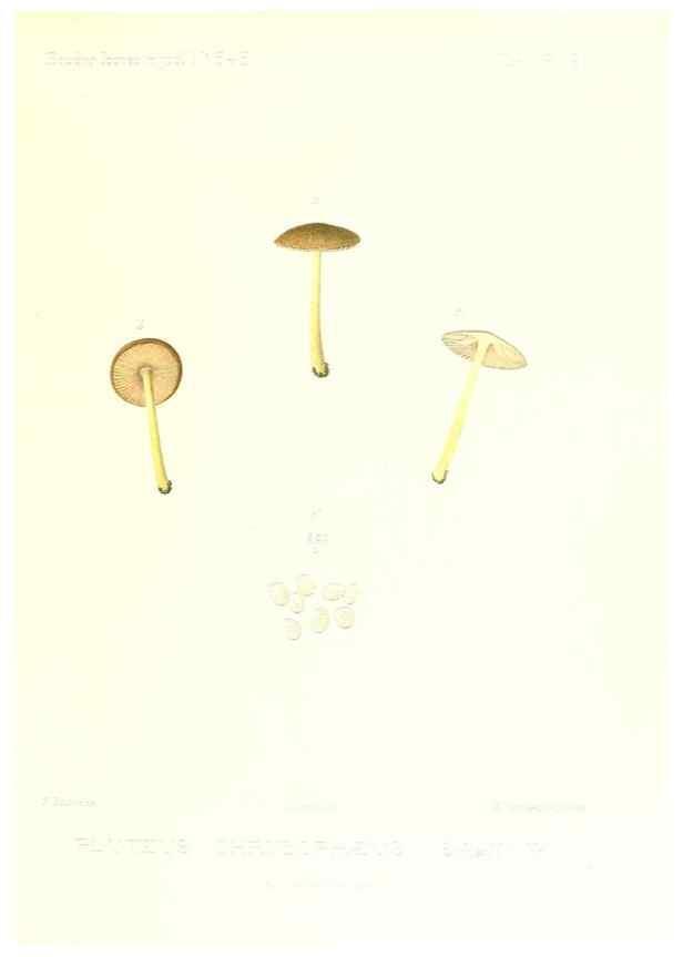 Reproducción/Reproduction 9801027226: Icones mycologicæ, ou Iconographie des champignons de France principalement Discomycetes,. Paris :P. Klincksieck, L. Lhomme, successeur,1905-10.
