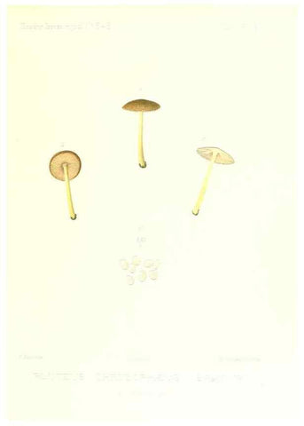 Reproducción/Reproduction 9801027226: Icones mycologicæ, ou Iconographie des champignons de France principalement Discomycetes,. Paris :P. Klincksieck, L. Lhomme, successeur,1905-10.