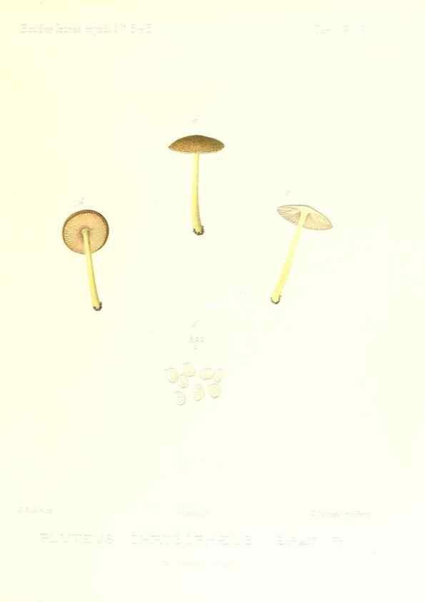Reproducción/Reproduction 9801027226: Icones mycologicæ, ou Iconographie des champignons de France principalement Discomycetes,. Paris :P. Klincksieck, L. Lhomme, successeur,1905-10.