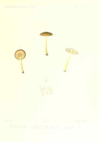 Reproducción/Reproduction 9801027226: Icones mycologicæ, ou Iconographie des champignons de France principalement Discomycetes,. Paris :P. Klincksieck, L. Lhomme, successeur,1905-10.