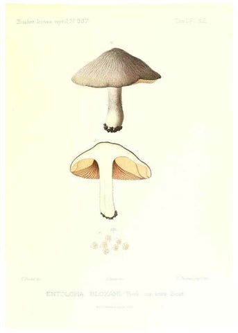 Reproducción/Reproduction 9801020964: Icones mycologicæ, ou Iconographie des champignons de France principalement Discomycetes,. Paris :P. Klincksieck, L. Lhomme, successeur,1905-10.