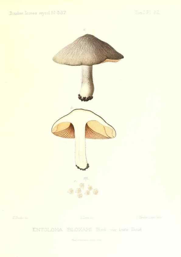 Reproducción/Reproduction 9801020964: Icones mycologicæ, ou Iconographie des champignons de France principalement Discomycetes,. Paris :P. Klincksieck, L. Lhomme, successeur,1905-10.