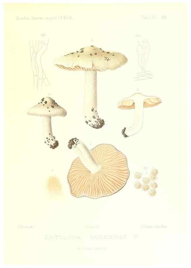 Reproducción/Reproduction 9801031506: Icones mycologicæ, ou Iconographie des champignons de France principalement Discomycetes,. Paris :P. Klincksieck, L. Lhomme, successeur,1905-10.
