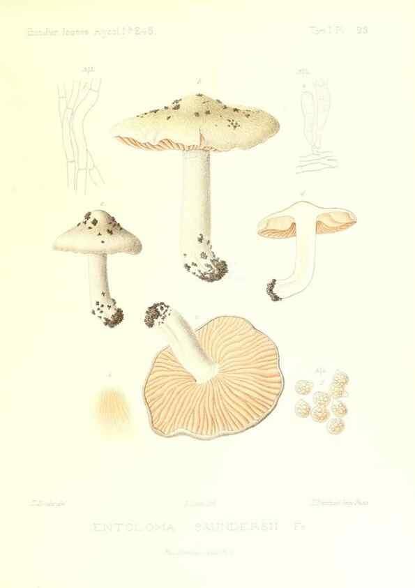 Reproducción/Reproduction 9801031506: Icones mycologicæ, ou Iconographie des champignons de France principalement Discomycetes,. Paris :P. Klincksieck, L. Lhomme, successeur,1905-10.