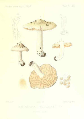 Reproducción/Reproduction 9801031506: Icones mycologicæ, ou Iconographie des champignons de France principalement Discomycetes,. Paris :P. Klincksieck, L. Lhomme, successeur,1905-10.