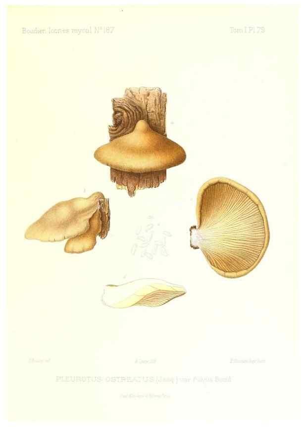 Reproducción/Reproduction 9800991354: Icones mycologicæ, ou Iconographie des champignons de France principalement Discomycetes,. Paris :P. Klincksieck, L. Lhomme, successeur,1905-10.