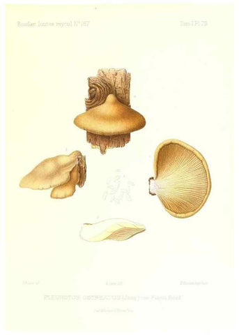 Reproducción/Reproduction 9800991354: Icones mycologicæ, ou Iconographie des champignons de France principalement Discomycetes,. Paris :P. Klincksieck, L. Lhomme, successeur,1905-10.