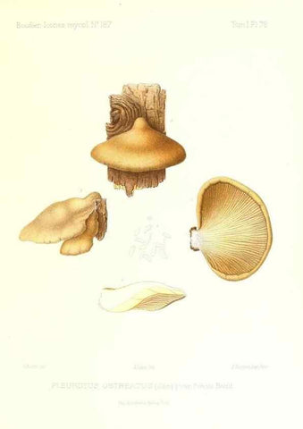 Reproducción/Reproduction 9800991354: Icones mycologicæ, ou Iconographie des champignons de France principalement Discomycetes,. Paris :P. Klincksieck, L. Lhomme, successeur,1905-10.
