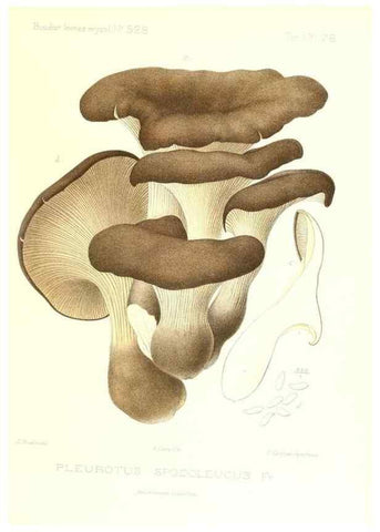 Reproducción/Reproduction 9800966295: Icones mycologicæ, ou Iconographie des champignons de France principalement Discomycetes,. Paris :P. Klincksieck, L. Lhomme, successeur,1905-10.