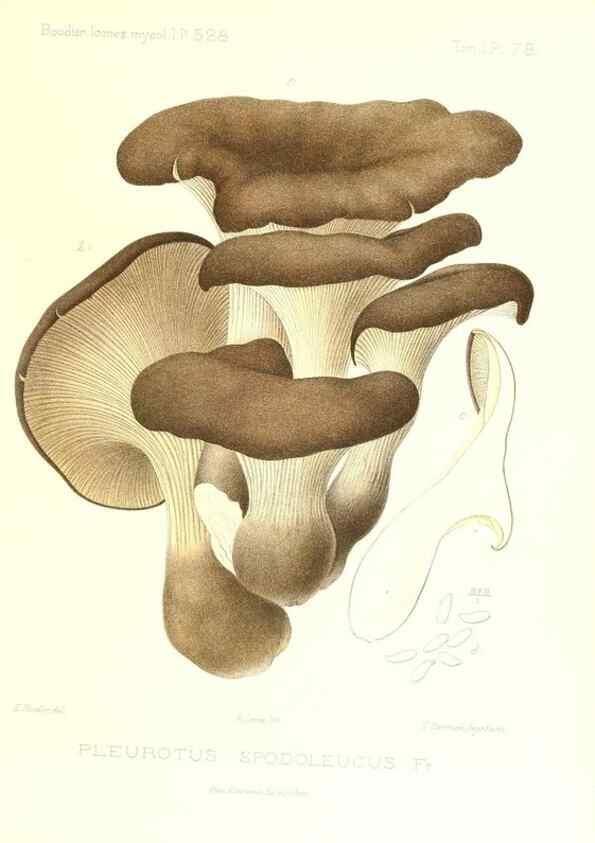 Reproducción/Reproduction 9800966295: Icones mycologicæ, ou Iconographie des champignons de France principalement Discomycetes,. Paris :P. Klincksieck, L. Lhomme, successeur,1905-10.