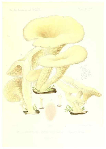 Reproducción/Reproduction 9800985014: Icones mycologicæ, ou Iconographie des champignons de France principalement Discomycetes,. Paris :P. Klincksieck, L. Lhomme, successeur,1905-10.