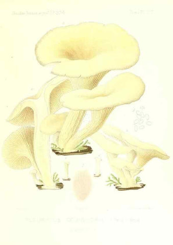 Reproducción/Reproduction 9800985014: Icones mycologicæ, ou Iconographie des champignons de France principalement Discomycetes,. Paris :P. Klincksieck, L. Lhomme, successeur,1905-10.