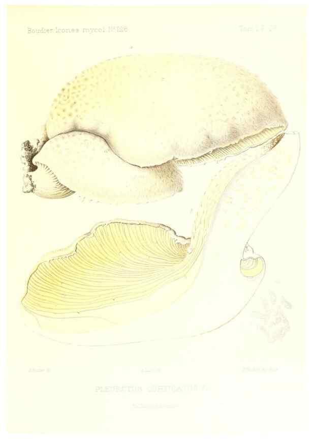 Reproducción/Reproduction 9800982584: Icones mycologicæ, ou Iconographie des champignons de France principalement Discomycetes,. Paris :P. Klincksieck, L. Lhomme, successeur,1905-10.