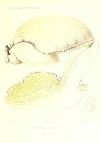 Reproducción/Reproduction 9800982584: Icones mycologicæ, ou Iconographie des champignons de France principalement Discomycetes,. Paris :P. Klincksieck, L. Lhomme, successeur,1905-10.