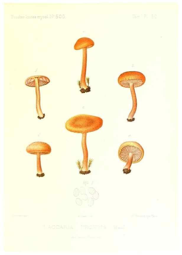 Reproducción/Reproduction 9801008283: Icones mycologicæ, ou Iconographie des champignons de France principalement Discomycetes,. Paris :P. Klincksieck, L. Lhomme, successeur,1905-10.