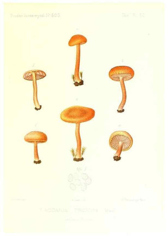 Reproducción/Reproduction 9801008283: Icones mycologicæ, ou Iconographie des champignons de France principalement Discomycetes,. Paris :P. Klincksieck, L. Lhomme, successeur,1905-10.