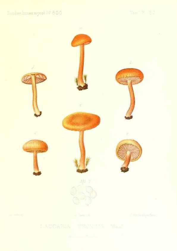 Reproducción/Reproduction 9801008283: Icones mycologicæ, ou Iconographie des champignons de France principalement Discomycetes,. Paris :P. Klincksieck, L. Lhomme, successeur,1905-10.