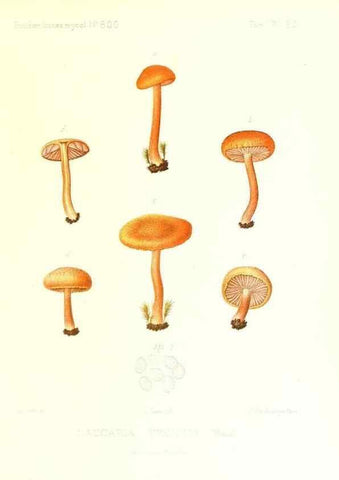 Reproducción/Reproduction 9801008283: Icones mycologicæ, ou Iconographie des champignons de France principalement Discomycetes,. Paris :P. Klincksieck, L. Lhomme, successeur,1905-10.