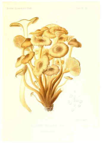 Reproducción/Reproduction 9801010313: Icones mycologicæ, ou Iconographie des champignons de France principalement Discomycetes,. Paris :P. Klincksieck, L. Lhomme, successeur,1905-10.