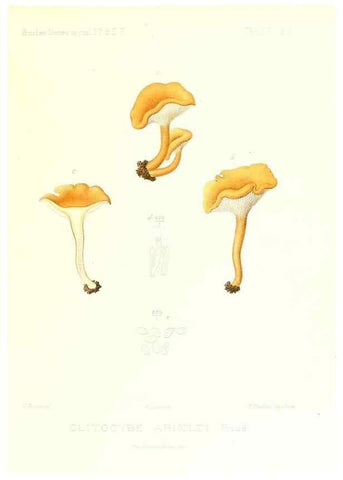 Reproducción/Reproduction 9800951644: Icones mycologicæ, ou Iconographie des champignons de France principalement Discomycetes,. Paris :P. Klincksieck, L. Lhomme, successeur,1905-10.