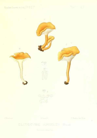 Reproducción/Reproduction 9800951644: Icones mycologicæ, ou Iconographie des champignons de France principalement Discomycetes,. Paris :P. Klincksieck, L. Lhomme, successeur,1905-10.