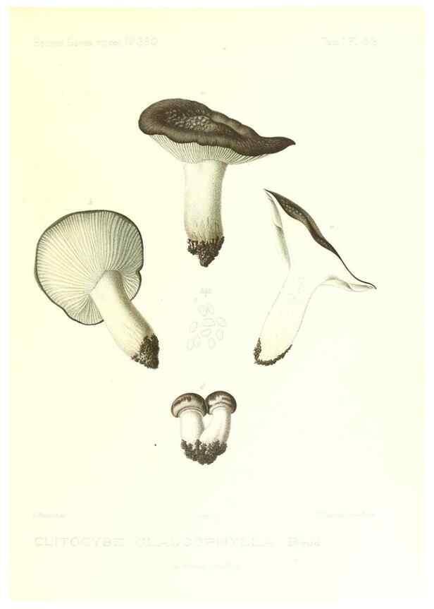Reproducción/Reproduction 9800959786: Icones mycologicæ, ou Iconographie des champignons de France principalement Discomycetes,. Paris :P. Klincksieck, L. Lhomme, successeur,1905-10.