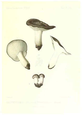 Reproducción/Reproduction 9800959786: Icones mycologicæ, ou Iconographie des champignons de France principalement Discomycetes,. Paris :P. Klincksieck, L. Lhomme, successeur,1905-10.