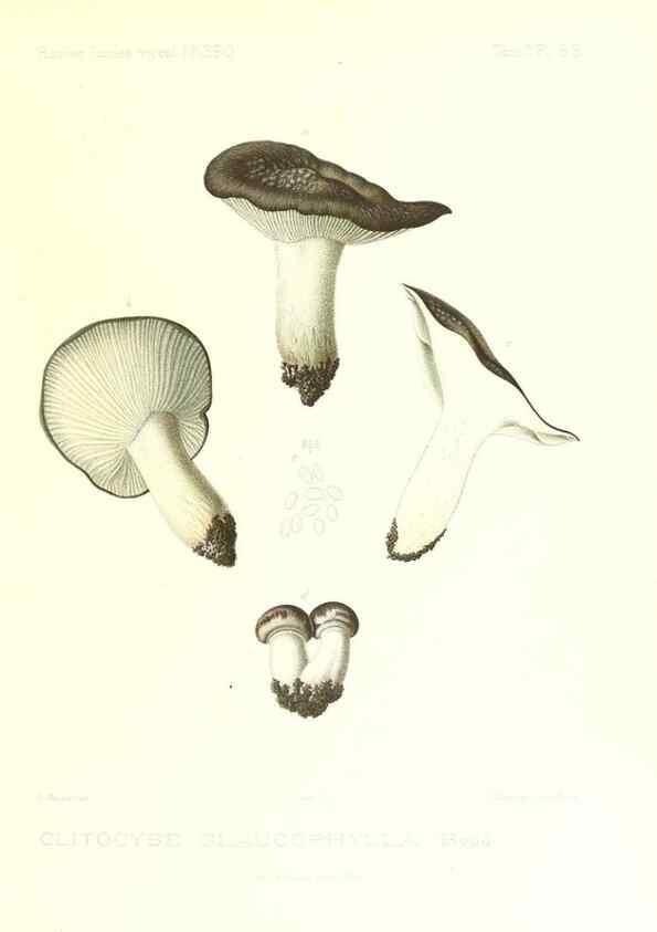 Reproducción/Reproduction 9800959786: Icones mycologicæ, ou Iconographie des champignons de France principalement Discomycetes,. Paris :P. Klincksieck, L. Lhomme, successeur,1905-10.