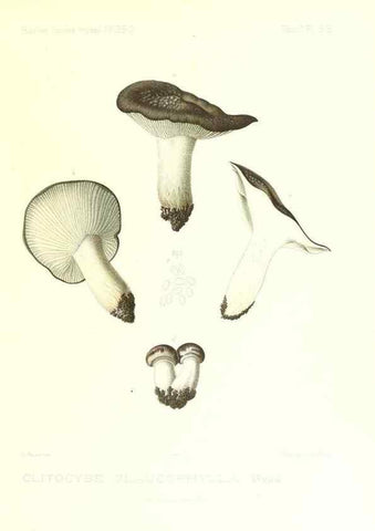 Reproducción/Reproduction 9800959786: Icones mycologicæ, ou Iconographie des champignons de France principalement Discomycetes,. Paris :P. Klincksieck, L. Lhomme, successeur,1905-10.