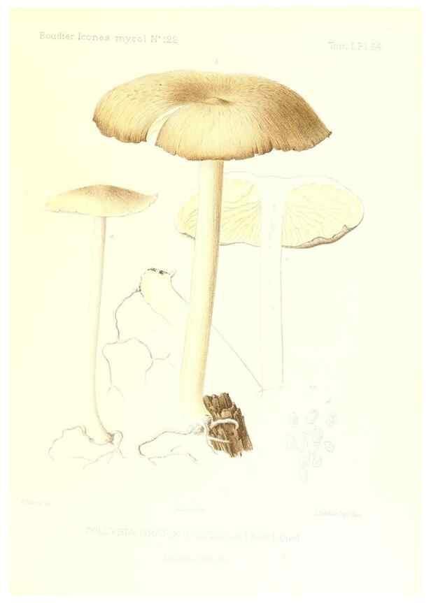 Reproducción/Reproduction 9800955634: Icones mycologicæ, ou Iconographie des champignons de France principalement Discomycetes,. Paris :P. Klincksieck, L. Lhomme, successeur,1905-10.