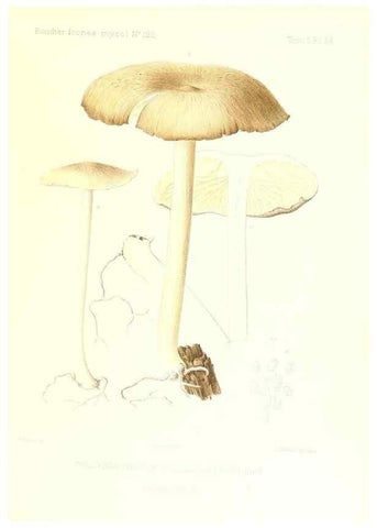 Reproducción/Reproduction 9800955634: Icones mycologicæ, ou Iconographie des champignons de France principalement Discomycetes,. Paris :P. Klincksieck, L. Lhomme, successeur,1905-10.