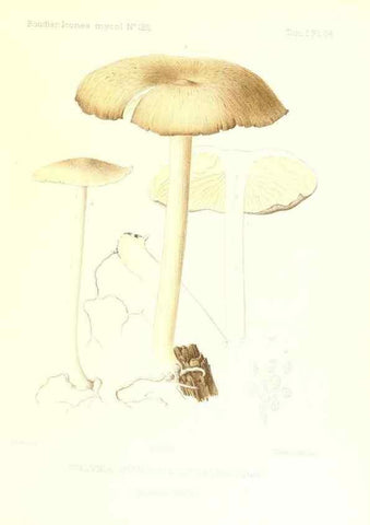 Reproducción/Reproduction 9800955634: Icones mycologicæ, ou Iconographie des champignons de France principalement Discomycetes,. Paris :P. Klincksieck, L. Lhomme, successeur,1905-10.
