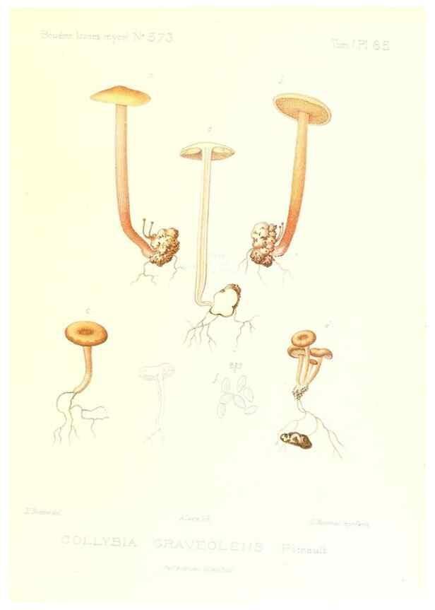 Reproducción/Reproduction 9801018213: Icones mycologicæ, ou Iconographie des champignons de France principalement Discomycetes,. Paris :P. Klincksieck, L. Lhomme, successeur,1905-10.