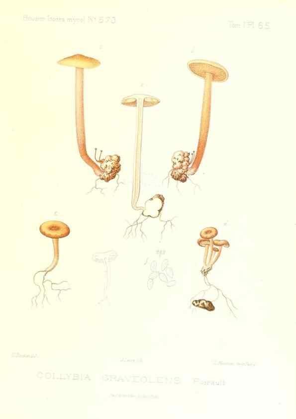 Reproducción/Reproduction 9801018213: Icones mycologicæ, ou Iconographie des champignons de France principalement Discomycetes,. Paris :P. Klincksieck, L. Lhomme, successeur,1905-10.