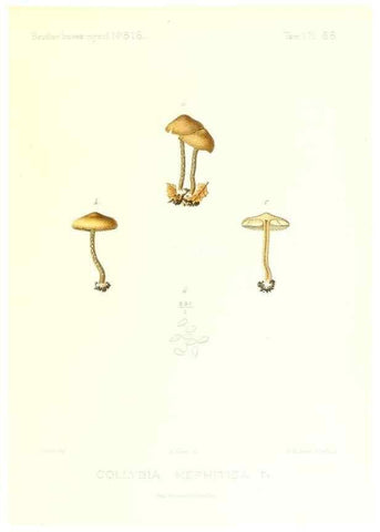 Reproducción/Reproduction 9801020023: Icones mycologicæ, ou Iconographie des champignons de France principalement Discomycetes,. Paris :P. Klincksieck, L. Lhomme, successeur,1905-10.