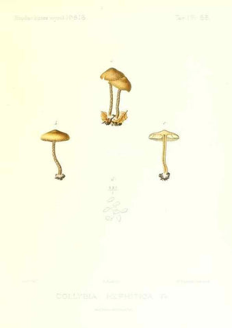Reproducción/Reproduction 9801020023: Icones mycologicæ, ou Iconographie des champignons de France principalement Discomycetes,. Paris :P. Klincksieck, L. Lhomme, successeur,1905-10.