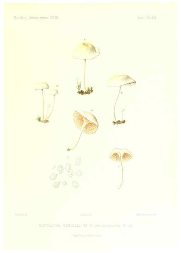 Reproducción/Reproduction 9801025994: Icones mycologicæ, ou Iconographie des champignons de France principalement Discomycetes,. Paris :P. Klincksieck, L. Lhomme, successeur,1905-10.