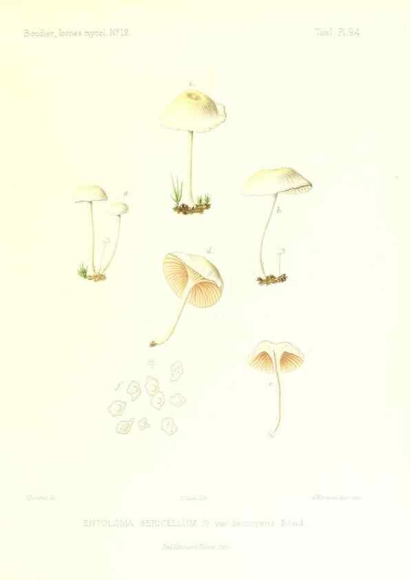 Reproducción/Reproduction 9801025994: Icones mycologicæ, ou Iconographie des champignons de France principalement Discomycetes,. Paris :P. Klincksieck, L. Lhomme, successeur,1905-10.