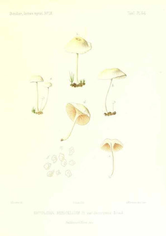 Reproducción/Reproduction 9801025994: Icones mycologicæ, ou Iconographie des champignons de France principalement Discomycetes,. Paris :P. Klincksieck, L. Lhomme, successeur,1905-10.