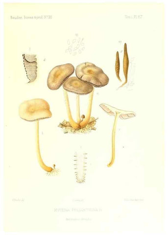 Reproducción/Reproduction 9800938905: Icones mycologicæ, ou Iconographie des champignons de France principalement Discomycetes,. Paris :P. Klincksieck, L. Lhomme, successeur,1905-10.