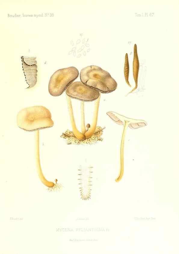 Reproducción/Reproduction 9800938905: Icones mycologicæ, ou Iconographie des champignons de France principalement Discomycetes,. Paris :P. Klincksieck, L. Lhomme, successeur,1905-10.