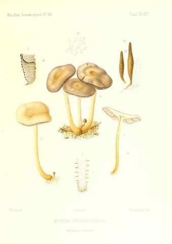 Reproducción/Reproduction 9800938905: Icones mycologicæ, ou Iconographie des champignons de France principalement Discomycetes,. Paris :P. Klincksieck, L. Lhomme, successeur,1905-10.