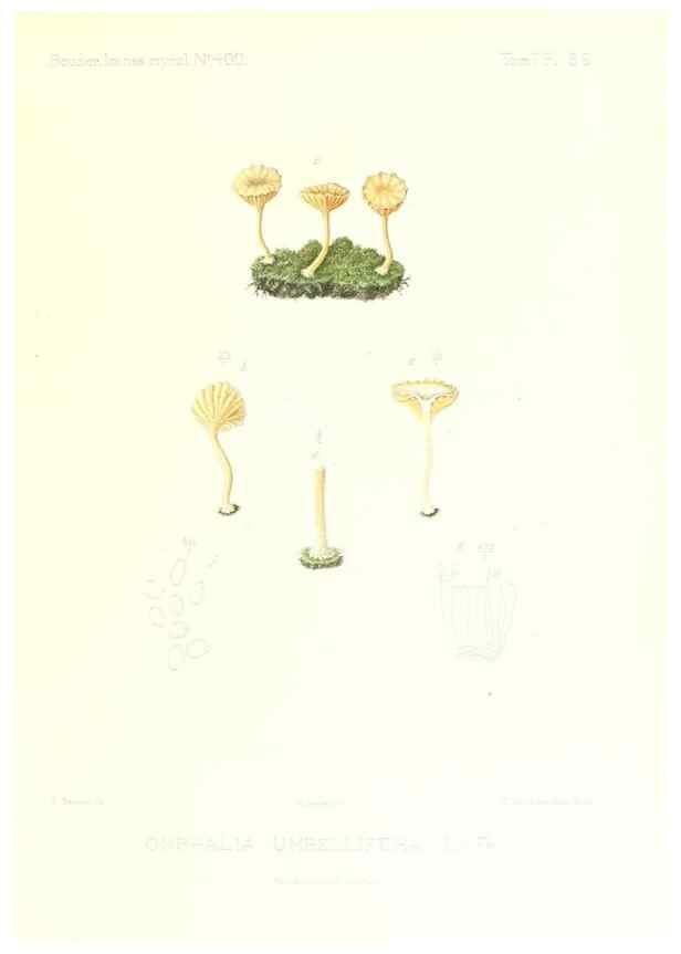 Reproducción/Reproduction 9800966804: Icones mycologicæ, ou Iconographie des champignons de France principalement Discomycetes,. Paris :P. Klincksieck, L. Lhomme, successeur,1905-10.